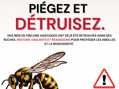Prévention contre les frelons